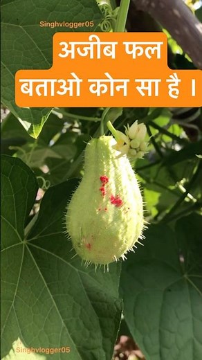 Phadi fruits #viralvideo #fruit #fruits #vegetables #phadi #uttarakhand #himachal #instagram #shorts