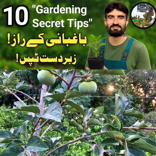 Top 10 Smart Farming & Gardening Tips Every Grower Must Know! 🌱 🌾 Discover the secrets to successful farming and home gardening! Whether you grow in your backyard or run a nursery, these practical tips will help you grow healthier plants, save time, and boost yields! 🪴 ✅ Perfect for beginners & experienced gardeners ✅ Learn about soil, watering, sunlight, and plant care ✅ Easy & proven techniques for every season 📍 Watch now and turn your green space into a lush paradise! 👇 Don’t forget to 