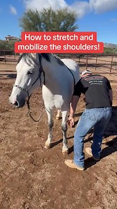 1.5K views · 184 reactions | Learn how to stretch and mobilize your horses! Start with this free shoulder extension stretch tutorial by commenting “stretch”! If you enjoy this one, grab my full ebook which contains stretching tutorials for every major area of your horse’s body! #SportHorseChiropractic #stretchingexercisesforhorses | Sport Horse Chiropractic | Facebook