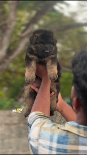 Beautiful German Shepherd Puppies