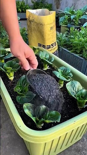 Easy Gardening for Beginners #gardeningvideos