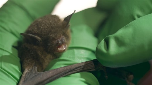 Alabama is the most biodiverse state, learn how scientists are protecting our bat population. -- With Alabama Power, Alabama Rivers and Streams Network, Geological Survey of Alabama and Southeastern Bat Diversity Network | This is Alabama