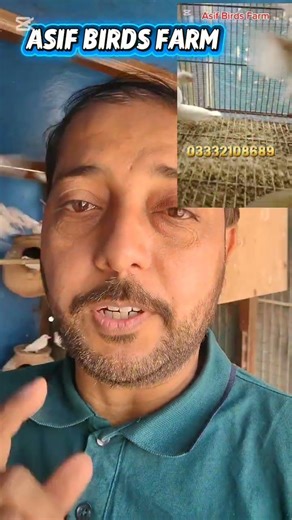 White Java Sparrow Top Quality Breeder Pair #javasparrow #birds #asifbirdsfarm