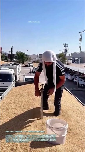 金属サンプラーで穀物を採取：トラック積載籾の品質検査簡易道具