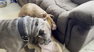 Hulk meets his new puppy ❤️ Kobe gets jealous 😂💕 | DarkDynastyK9s