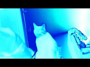 Ya Hungry Compilation In Fmaj Vocoder
