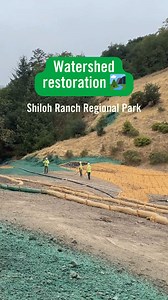 We’ve been busy restoring the wetland habitat at Shiloh Pond in Shiloh Ranch Regional Park to support native species! This summer’s project included fixing the spillway and restoring the channel that drains to Mark West Creek, helping prevent future erosion into this important water source. We’ve also removed invasive species, repaired rock crossings, and graded upper gullies, improving the habitat for wildlife that rely on these seasonal wetlands. Next, we’ll reroute troubled trail sections and