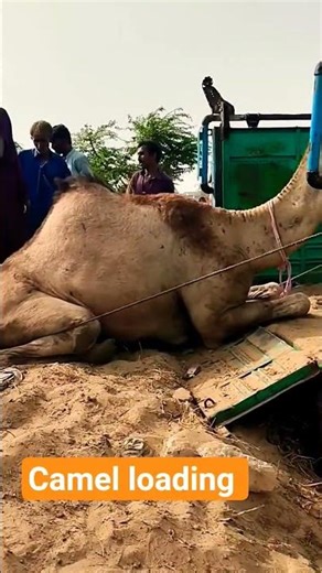 camel loading in truck #camellife #animals #camel #whitecamel #shortvideo #camelloading #camelsound