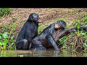 Animals With The Craziest Mating Rituals