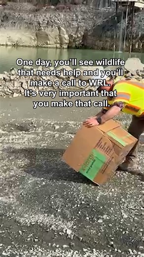 Have you ever seen an animal in need and thought - how can I help? Wildlife Rescue League has been operating in Northern Virginia and surrounding areas for over 40 years, and takes calls from the public when they find injured, sick, or orphaned wildlife. Using our extensive network of rehabilitators and veterinary partners, we identify where to transport the animal, and make sure it gets the appropriate care it needs until it can be released back into the wild. We are a fully volunteer run organ