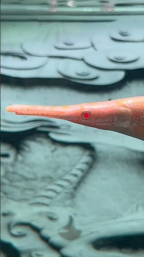 Super red eyes - albino Flórida gar #aquariumfish #aquarium #garfish