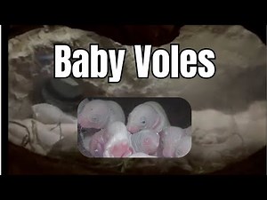 🐀 Baby Voles | Nature Up Close 🐾