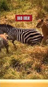 6 Incredible Wildlife Encounters Caught on Camera 📸 #WildNature #AnimalEncounters #shorts
