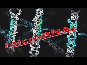 O que são microRNAs? Prof. Leandro Garcia