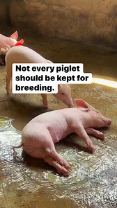 Selecting breeding stock based on size alone is a mistake. Look at mothering ability, growth consistency, leg structure, and health history. Poor breeding decisions haunt farms for years. Good genetics save money quietly. Bad genetics collect interest. #fblifestyle | Greatladyfarmer