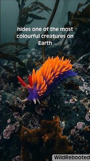 How This Ocean Nudibranch keeps Its Enemies' Away #animalfacts #facts #marinemystery #animals