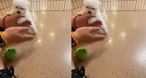 Perro se vuelve la sensación de TikTok por sus ‘pasos de baile’ | VIDEO