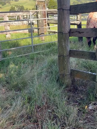 Lopez vs The Grasshopper Apocalypse 🦗🐴 Lopez had a very brave plan this morning: Look regal walking calmly through the grass → arrive at the paddock → live his best horse life. Unfortunately… the grass had other ideas. Tiny grasshoppers. Everywhere. Jumping. Unpredictable. Clearly plotting. Every step: hop! Lopez: “ABSOLUTELY NOT.” Freeze. Panic. Reconsider all life choices. Repeat. For the record, Lopez is a large, powerful rescue horse who has survived far worse than… ✨ moving grass ✨ We adm