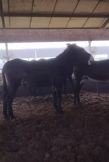 “The Loudest Donkey You’ll Ever Hear! 🫏🤣” #donkey #funnydonkey #animalfunny #donkeylife #animalsounds #heehaaw #lol | The Animal Matrix