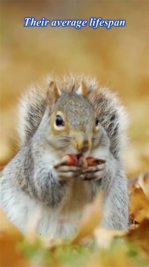 What Makes Squirrels So Amazing?
