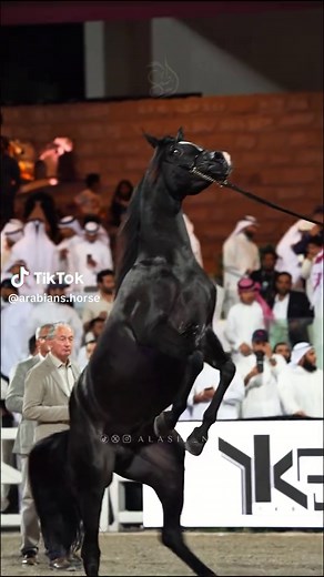 المهر سامي الغنايم ‏alhuzam_stud@ لمربط الحزام ‏SAMI AL GHANAYIM ‏JAKHAL ALFABIA ❌THEE BINT LOTUS CAPRI ‏Video created by @alasil_net