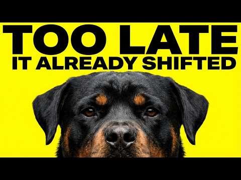 Rottweiler Owners Don’t Realize This Until Too Late