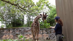 463K views · 86K reactions | When care staff earn an animal's trust, good things happen. | Oregon Zoo | Facebook