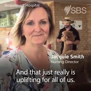 360K views · 3.1K reactions | A hospital in Queensland has begun inviting alpacas to visit their patients as therapy animals. | SBS Australia | Facebook