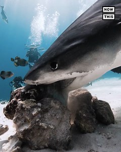 This diver got some unexpected footage when a shark decided to make a meal of his camera 🦈 | NowThis