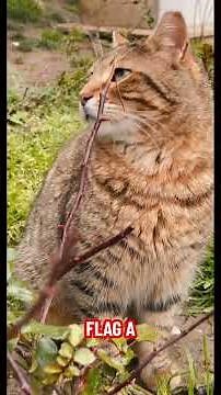 Actionable AI: Beyond Why, To How.