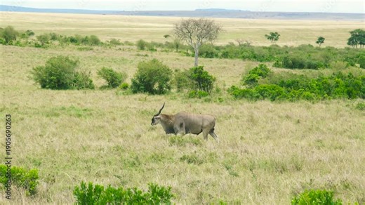 A solitary Common Eland antelope walks across the vast golden savanna plains dotted with shrubs and acacia trees, Maasai Mara, Kenya.