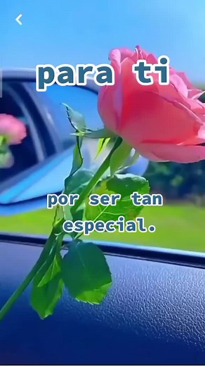 Vibrant Pink Rose: A Romantic Visual Journey