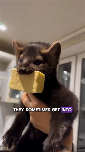 Sable Facts #tiktok #fyp #foryoupage #animals #pet #cute #sable #ferret | Animal Facts 888