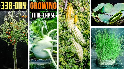 338 days growing plants in 8 minutes (time lapse compilation)