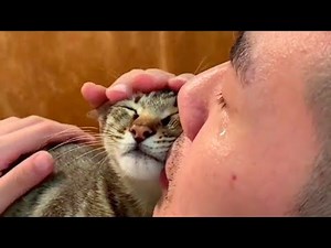 Stray Cat Sees a Human Crying And Jumps To Comfort Him