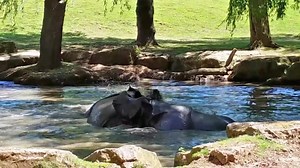 23K views · 1.9K reactions | With temperatures soaring, greater one-horned rhinos Asha and Komala have found the perfect way to cool down – by hitting the pool! | Chester Zoo | Facebook