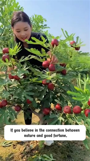 1.9K views | Dwarf fig tree | Terra Nursery | Facebook