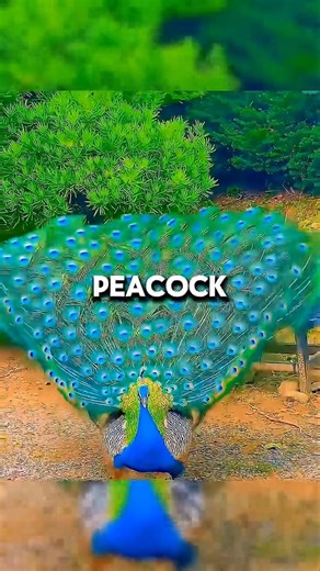 Man Hatches Peacock Egg and Sets It Free ❤️. #shorts