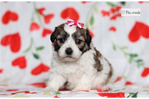 Estelle - Shichon Puppy 3BC069