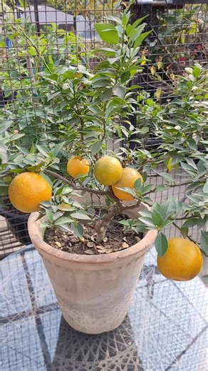 Oranges in Small Pot #orange orange #fruitplant #urbangardening #fruit #freshfruits #howto