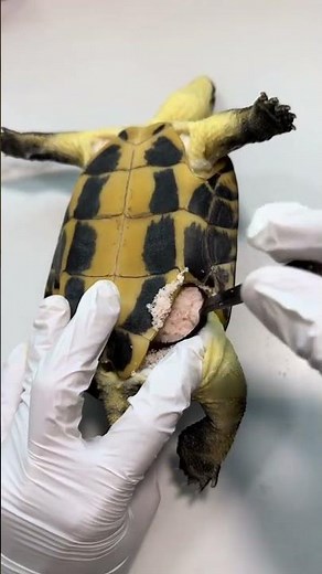 Turtle Returns from Hell to Beat Ultraman! Epic Pet Battle #Turtle #Reptile #CutePets