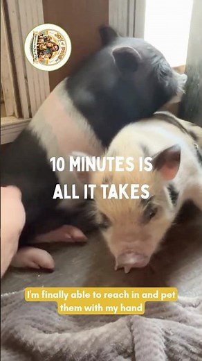 10 Minutes of Trust Building With Piglets 🐷💛