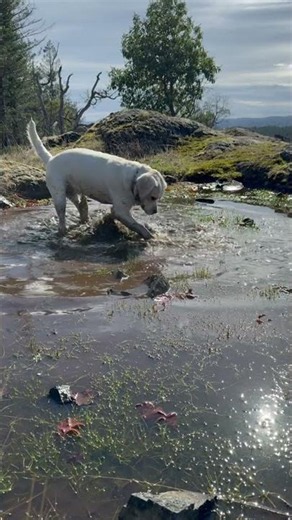 This dog just can't resist...
