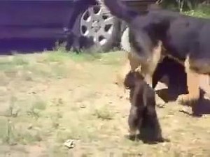 28K views · 371 reactions | Dogs break up a cat fight | The Picture Magazine | Facebook