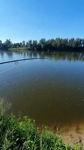 Watch how this Monster Grass Carp🎣, puts up a massive fight 🥊🥊 in the Vaal River at Dimalachite RIVER Lodge. Baits🎣 used- Brave Heart Mielie pip with Legacy Feed Plus, Shoshaloza and Braveheart on the ball Fishing Line🎣 - Orange Legacy Series Maximus X 10lb fishing line and the 25lb Legacy Alpha Leader Line. #fishing #grasscarp #carpfishing #legacyseries #LegendsProAngling #fishingmemories #vaalriver #fishinglife #fishingaddict #fishing #fishingtime fishi | Legends Legacy Series