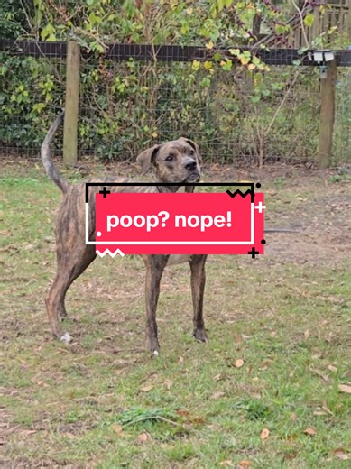 Victory smells different today 💀🐶 When you're playing fetch and the ball lands in poop... even your dog doesn't want to pick it up. #POVDog #DogMomLife #SendHelp #PetTok #dogtok