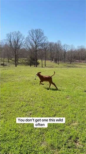 The wild child!! Rufus has shown up #rufusthebull