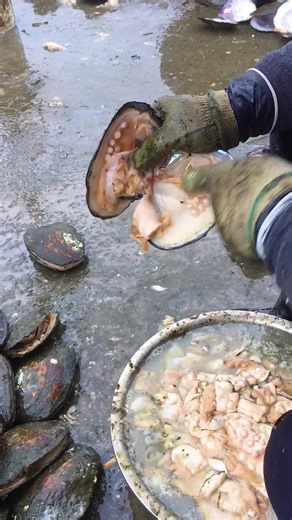 Pearl clam factory#fyp #fy #fypシ #jewelry #pearl #foryoupage #pearls #openclams #clam #factory #ShareTheMagic #PawlidayPics