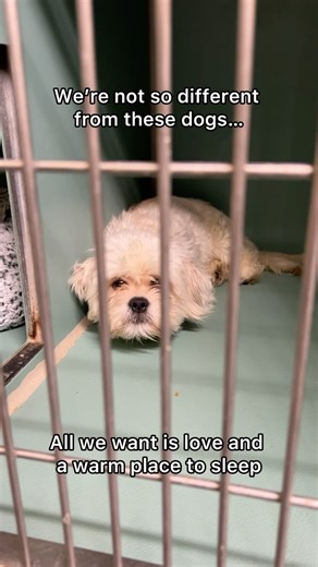 Did you know only 57% of shelter dogs get adopted each year? 💔 Please share and help us find homes for these incredible animals. | Adopt a Pet