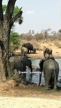 Incredible African Bush Elephant Facts in 1 Minutes